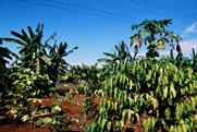 café et papayes et bananes