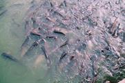 poissons chats poissons chats
