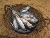 poissons en panier poissons en panier