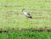 cigogne cigogne