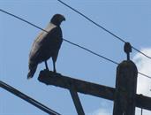 rapace rapace