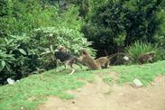 chien et singe chien et singe