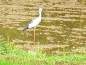 cigogne cigogne