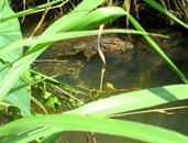 lézard moniteur lézard moniteur