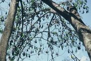 chauves-souris à fruits Peradeniya chauves-souris à fruits Peradeniya