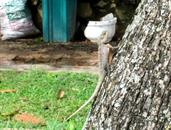 lézard lézard