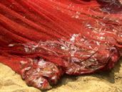 Negombo remontée des filets Negombo remontée des filets