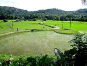 rizières rizières