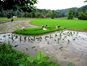 rizières repiquage rizières repiquage