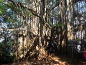 ficus ficus
