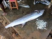 requin requin