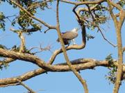 rapace Anuradhapura