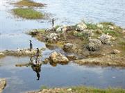 cormorans