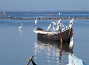 Jaffna aigrettes