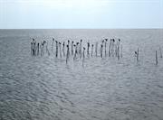 cormorans et pièges à poissons