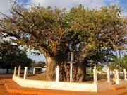 baobab Mannar