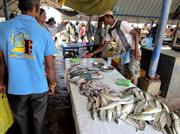 marché aux poissons Negombo