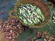 poissons vidés Negombo