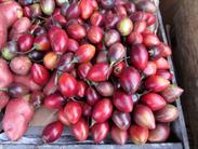 tamarillos tamarillos
