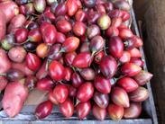 tamarillos