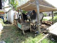 boeufs Lingga boeufs Lingga
