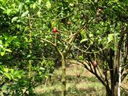 tamarillos tamarillos