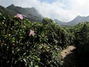 la montée au volcan Sibayak