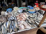 poissons poissons