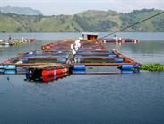 lac Toba et cages à poissons