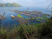 lac Toba et cages à poissons