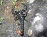 scorpion scorpion