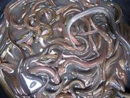 anguilles anguilles