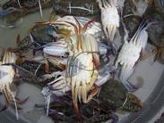 crabes crabes