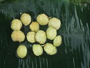 fruit tropical fruit tropical