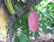 cacao