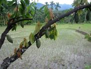 cacaoiers cacaoiers