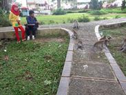 singes à Taman Panorama singes à Taman Panorama