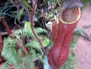 népenthès plante carnivore népenthès plante carnivore
