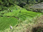 rizières de Palupuh