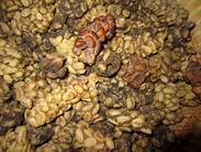 fèces de civettes pour le café Luwa fèces de civettes pour le café Luwa
