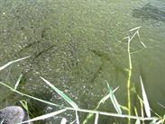 bassin d'élevage de poissons bassin d'élevage de poissons