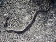 serpent écrasé serpent écrasé