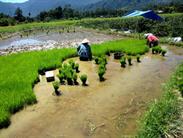 préparation des plants de riz