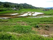 vers Bukittinggi rizières vers Bukittinggi rizières