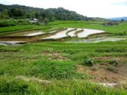 vers Bukittinggi rizières