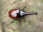 insecte sur le chemin insecte sur le chemin