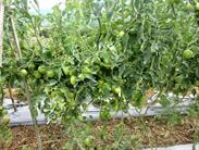 plants de tomates plants de tomates