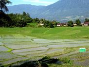 rizières et lac Singkarak rizières et lac Singkarak