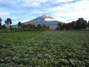 volcan kerinci 3805m