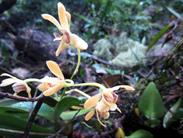 orchidée orchidée